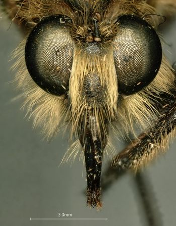 Media type: image;   Entomology 13479 Description: Specimen documentation photo of head frontal viewfrom specimen MCZ:Ent:13479, captured on2025-05-14;  Aspect: head frontal view